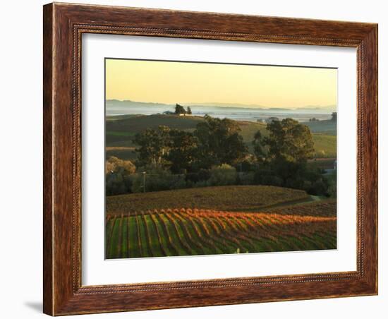 Vineyard from Artesa Winery, Los Carneros, Napa Valley, California-Janis Miglavs-Framed Photographic Print