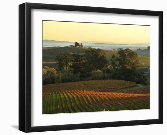 Vineyard from Artesa Winery, Los Carneros, Napa Valley, California-Janis Miglavs-Framed Photographic Print