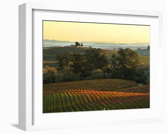 Vineyard from Artesa Winery, Los Carneros, Napa Valley, California-Janis Miglavs-Framed Photographic Print