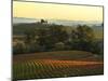 Vineyard from Artesa Winery, Los Carneros, Napa Valley, California-Janis Miglavs-Mounted Photographic Print