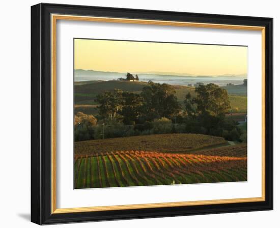 Vineyard from Artesa Winery, Los Carneros, Napa Valley, California-Janis Miglavs-Framed Photographic Print