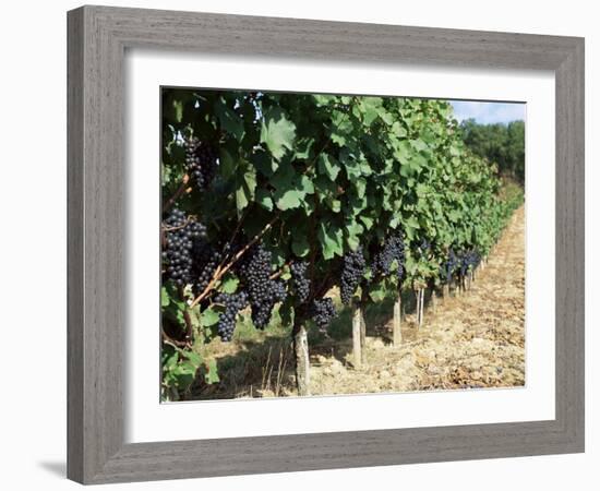 Vineyard, Gaillac, France-Robert Cundy-Framed Photographic Print