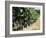 Vineyard, Gaillac, France-Robert Cundy-Framed Photographic Print