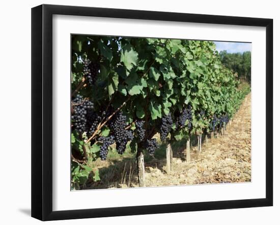 Vineyard, Gaillac, France-Robert Cundy-Framed Photographic Print