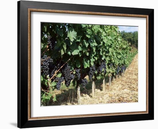 Vineyard, Gaillac, France-Robert Cundy-Framed Photographic Print