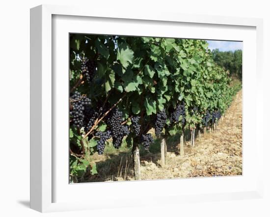 Vineyard, Gaillac, France-Robert Cundy-Framed Photographic Print