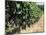 Vineyard, Gaillac, France-Robert Cundy-Mounted Photographic Print