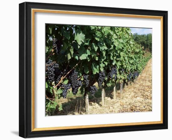 Vineyard, Gaillac, France-Robert Cundy-Framed Photographic Print