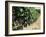 Vineyard, Gaillac, France-Robert Cundy-Framed Photographic Print