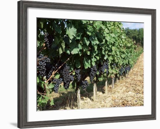 Vineyard, Gaillac, France-Robert Cundy-Framed Photographic Print