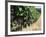 Vineyard, Gaillac, France-Robert Cundy-Framed Photographic Print