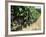 Vineyard, Gaillac, France-Robert Cundy-Framed Photographic Print