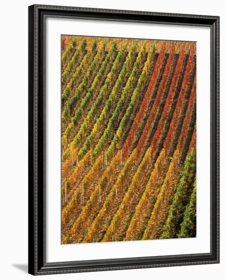 Vineyard, Germany-Herbert Kehrer-Framed Photographic Print