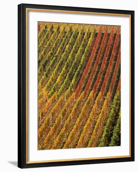 Vineyard, Germany-Herbert Kehrer-Framed Photographic Print