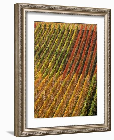 Vineyard, Germany-Herbert Kehrer-Framed Photographic Print