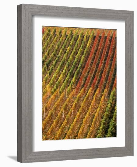 Vineyard, Germany-Herbert Kehrer-Framed Photographic Print