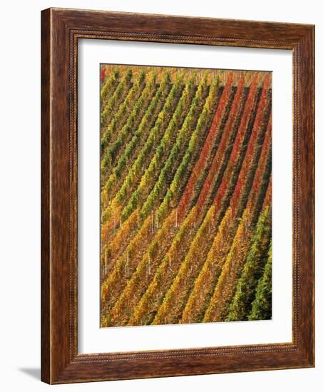 Vineyard, Germany-Herbert Kehrer-Framed Photographic Print