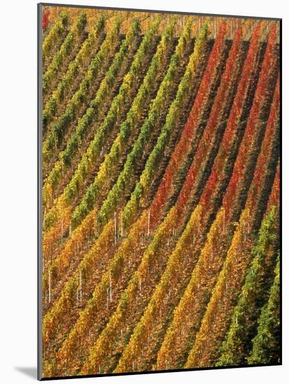 Vineyard, Germany-Herbert Kehrer-Mounted Photographic Print