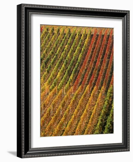 Vineyard, Germany-Herbert Kehrer-Framed Photographic Print