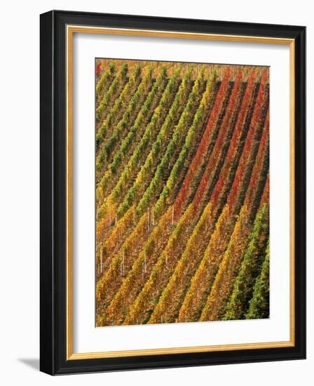 Vineyard, Germany-Herbert Kehrer-Framed Photographic Print