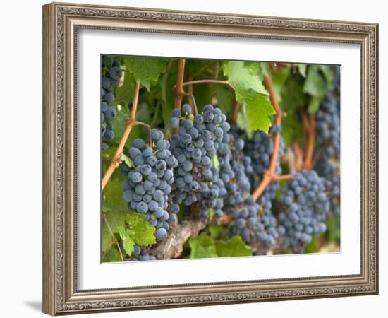 Vineyard Grapes, Calistoga, Napa Valley, California-Walter Bibikow-Framed Photographic Print