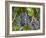 Vineyard Grapes, Calistoga, Napa Valley, California-Walter Bibikow-Framed Photographic Print