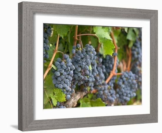 Vineyard Grapes, Calistoga, Napa Valley, California-Walter Bibikow-Framed Photographic Print