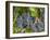 Vineyard Grapes, Calistoga, Napa Valley, California-Walter Bibikow-Framed Photographic Print