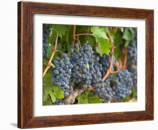 Vineyard Grapes, Calistoga, Napa Valley, California-Walter Bibikow-Framed Photographic Print