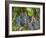 Vineyard Grapes, Calistoga, Napa Valley, California-Walter Bibikow-Framed Photographic Print