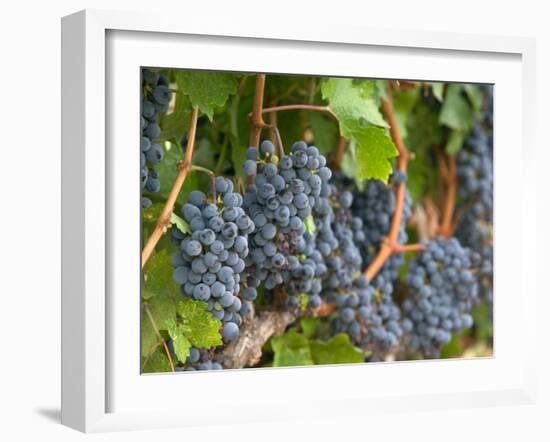 Vineyard Grapes, Calistoga, Napa Valley, California-Walter Bibikow-Framed Photographic Print