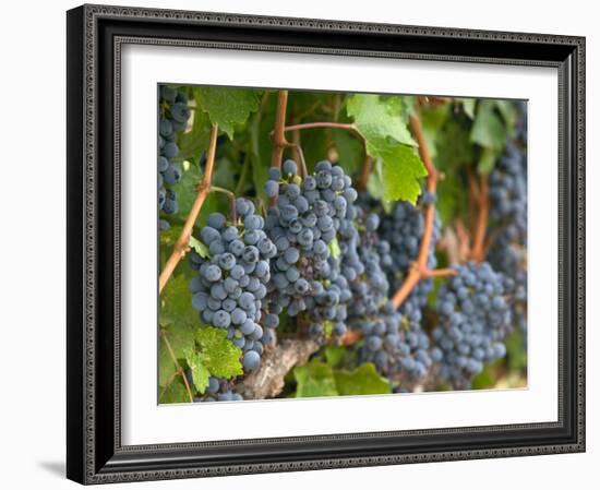 Vineyard Grapes, Calistoga, Napa Valley, California-Walter Bibikow-Framed Photographic Print