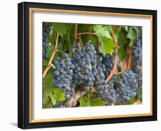 Vineyard Grapes, Calistoga, Napa Valley, California-Walter Bibikow-Framed Photographic Print