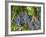 Vineyard Grapes, Calistoga, Napa Valley, California-Walter Bibikow-Framed Photographic Print