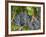 Vineyard Grapes, Calistoga, Napa Valley, California-Walter Bibikow-Framed Photographic Print