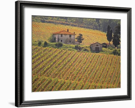 Vineyard, Greve in Chianti, Tuscany, Italy-Walter Bibikow-Framed Photographic Print