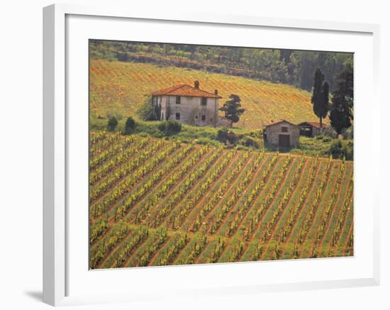 Vineyard, Greve in Chianti, Tuscany, Italy-Walter Bibikow-Framed Photographic Print