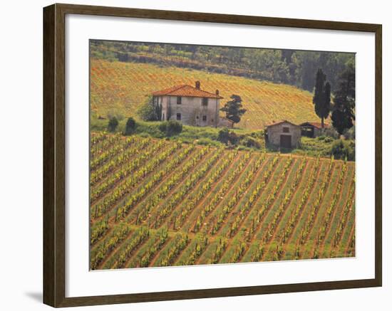 Vineyard, Greve in Chianti, Tuscany, Italy-Walter Bibikow-Framed Photographic Print