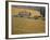 Vineyard, Greve in Chianti, Tuscany, Italy-Walter Bibikow-Framed Photographic Print