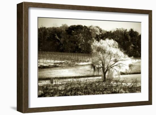 Vineyard I-Alan Hausenflock-Framed Photographic Print