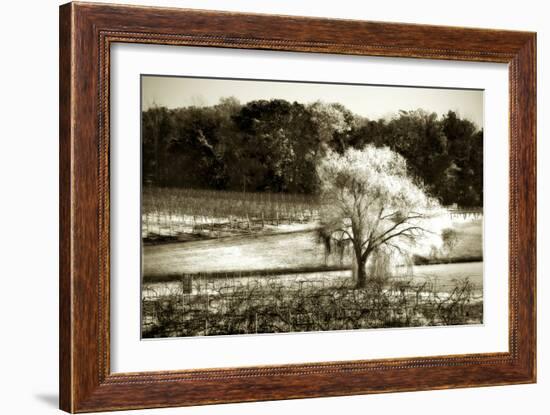 Vineyard I-Alan Hausenflock-Framed Photographic Print