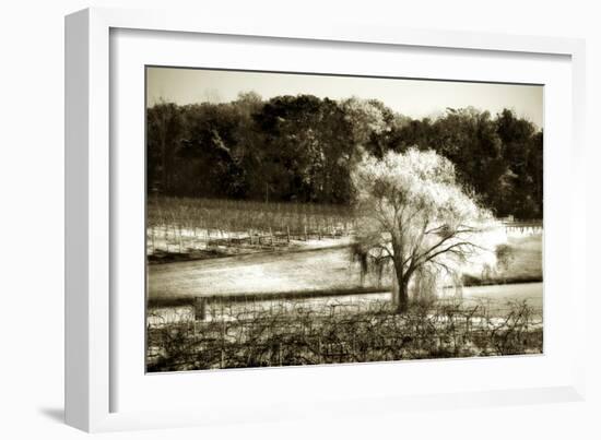 Vineyard I-Alan Hausenflock-Framed Photographic Print