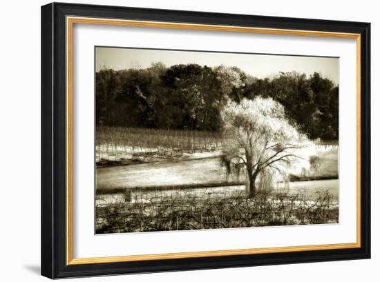 Vineyard I-Alan Hausenflock-Framed Photographic Print