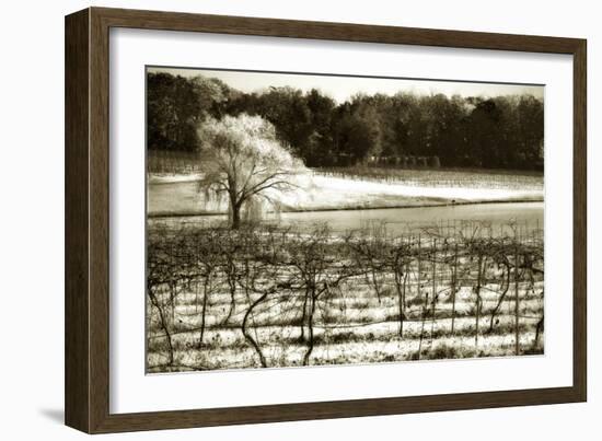 Vineyard II-Alan Hausenflock-Framed Photographic Print