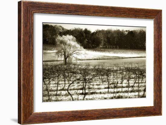 Vineyard II-Alan Hausenflock-Framed Photographic Print