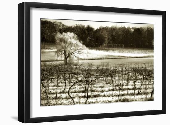 Vineyard II-Alan Hausenflock-Framed Photographic Print