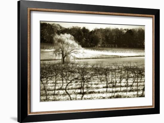 Vineyard II-Alan Hausenflock-Framed Photographic Print