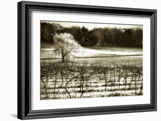 Vineyard II-Alan Hausenflock-Framed Photographic Print