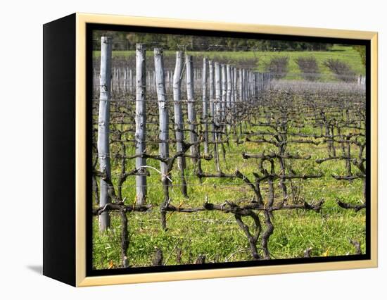 Vineyard in Cordon Royat, Bodega Pisano Winery, Progreso, Uruguay-Per Karlsson-Framed Premier Image Canvas