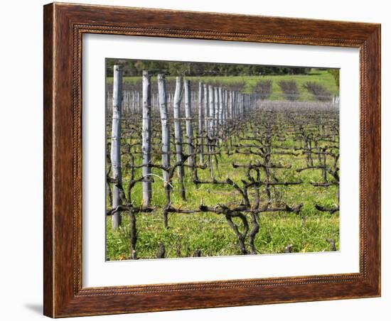 Vineyard in Cordon Royat, Bodega Pisano Winery, Progreso, Uruguay-Per Karlsson-Framed Photographic Print